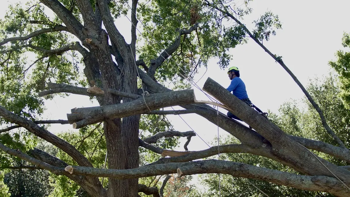 Professional Crown Thinning performed by certified arborists in Trilla